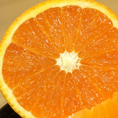 愛媛みかん